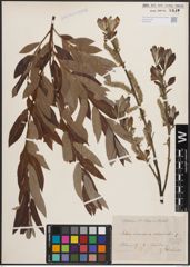 Foto von Salix cinerea L. x Salix viminalis L.